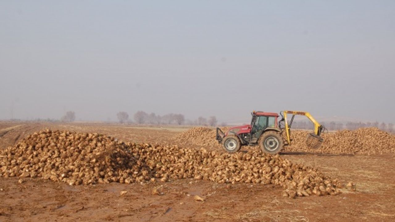 Tarım ve Orman Bakanlığı: ''Afşin'deki şeker pancarı ile ilgili yapılan haberler gerçeği yansıtmıyor' 