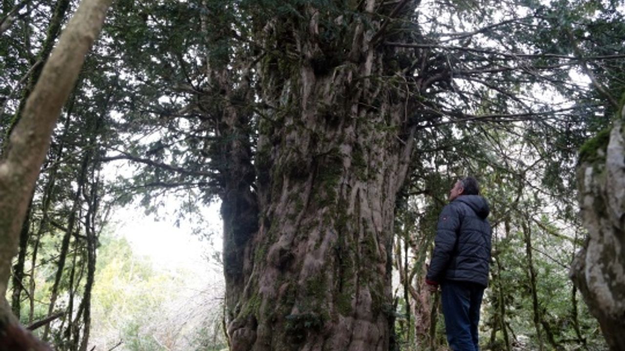 Tesadüfen bulunan 2 bin 500 yıllık ağaç asırlara meydana okuyor