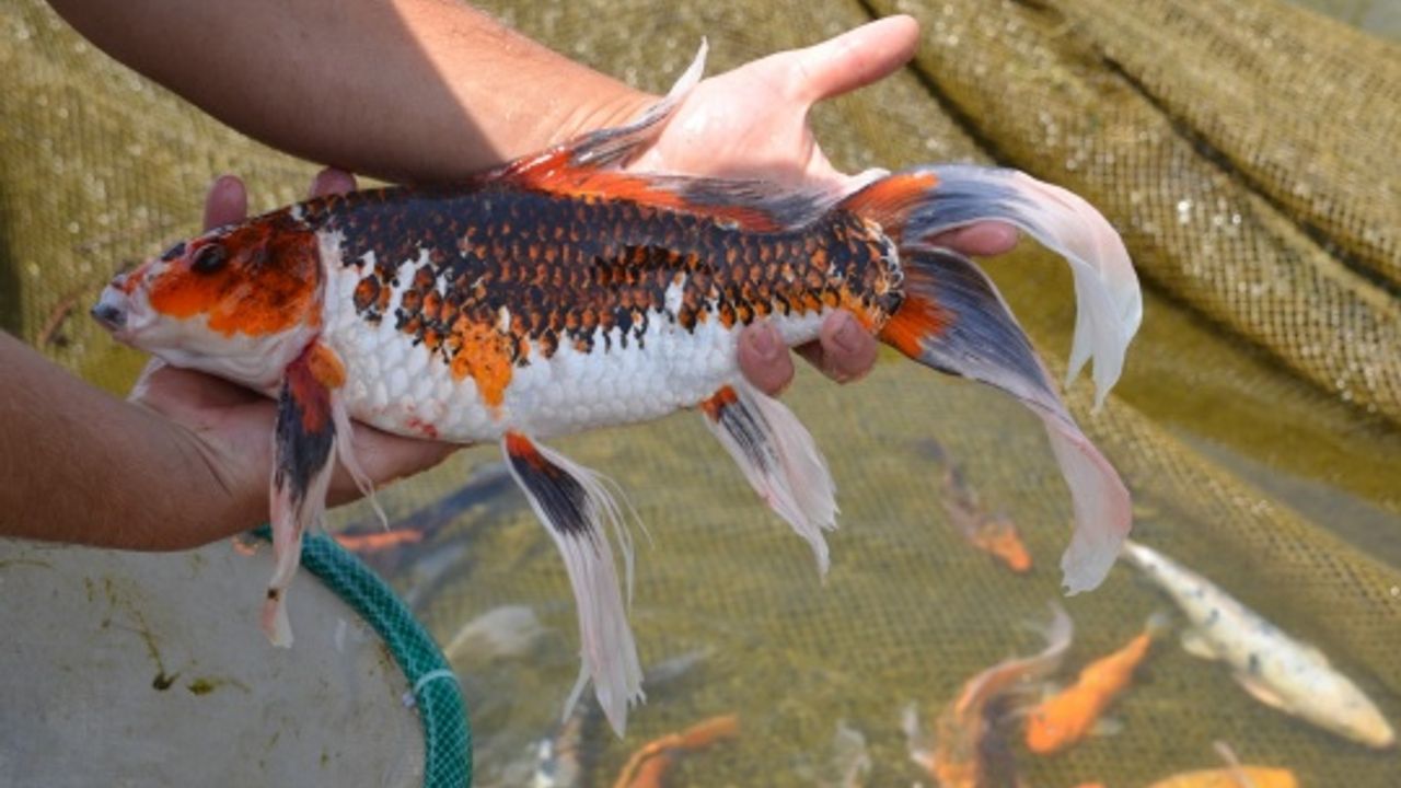 Japonların koi balığını Kahramanmaraş’ta üretiyor