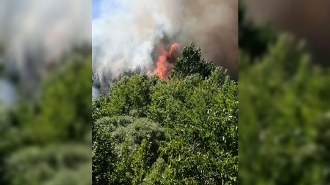 Orman yangınında 1,5 hektar alan zarar gördü