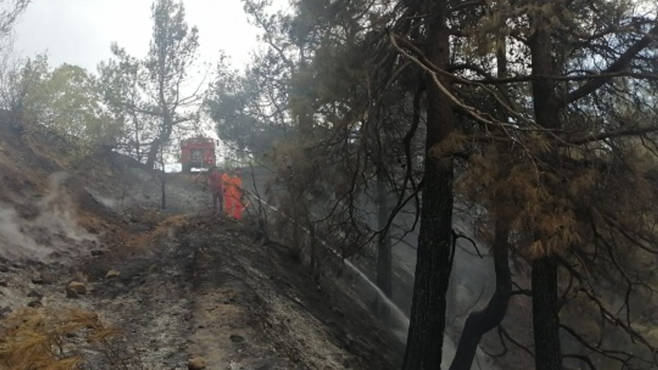 Orman yangınında bir hektarlık alan zarar gördü