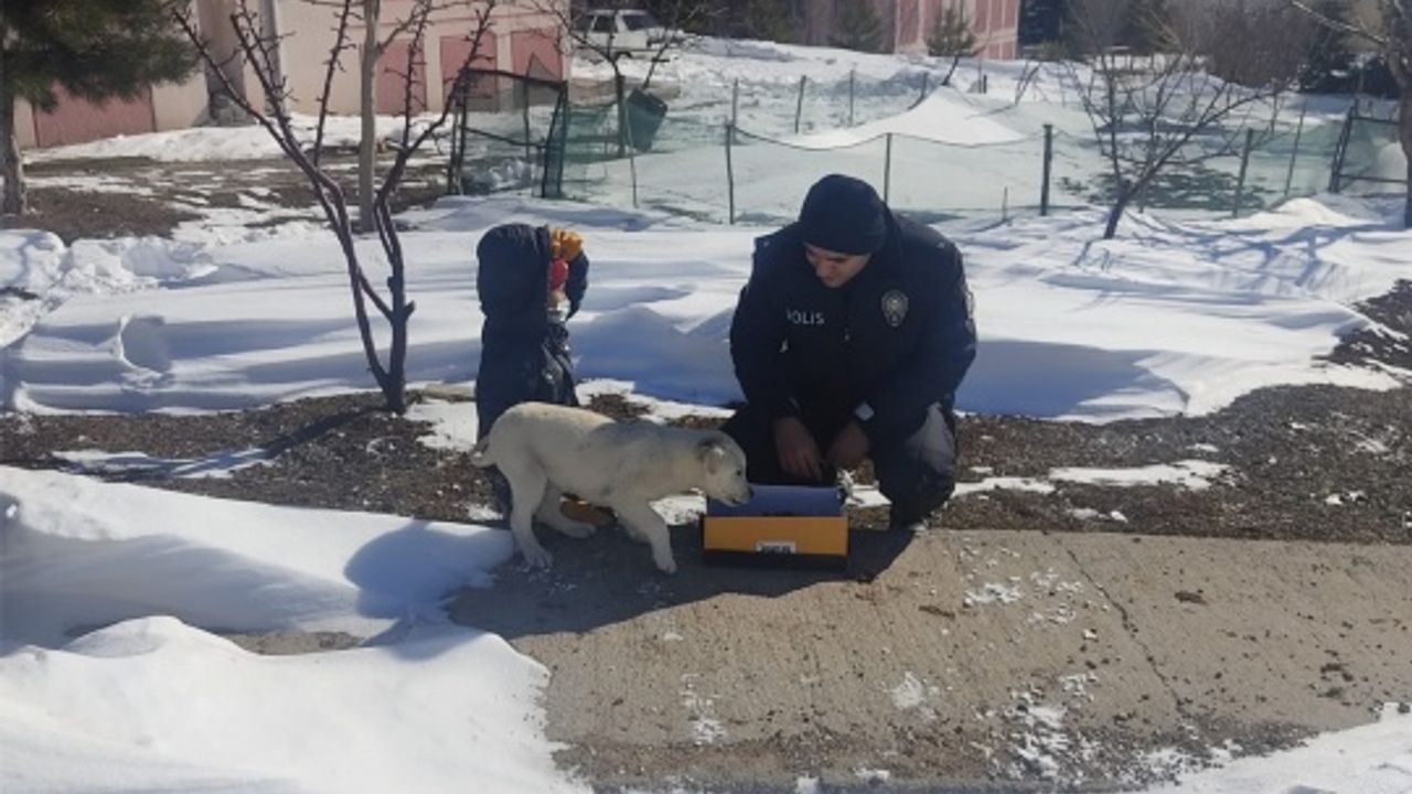 Afşin’de polis ekipleri sokak hayvanlarına mama bıraktı