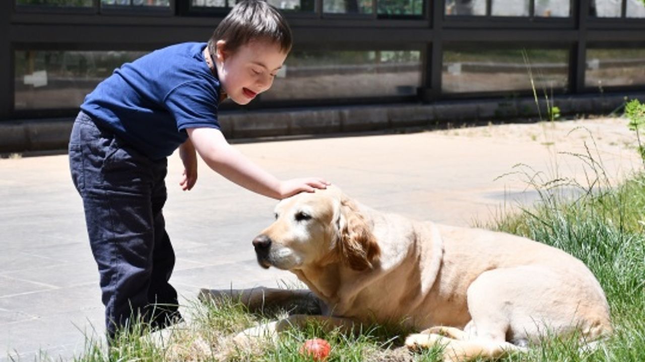 Eğitimli köpek Max, Down sendromlu çocukların yol arkadaşı oldu