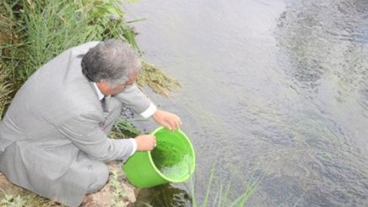 Ceyhan Nehrine 10 Bin Yavru Sazan Bırakıldı