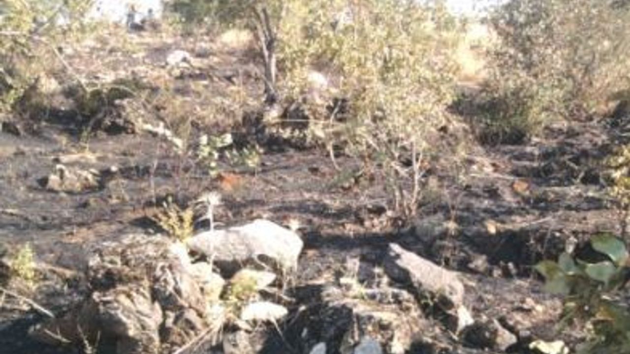 Türkoğlu'nda Orman Yangını
