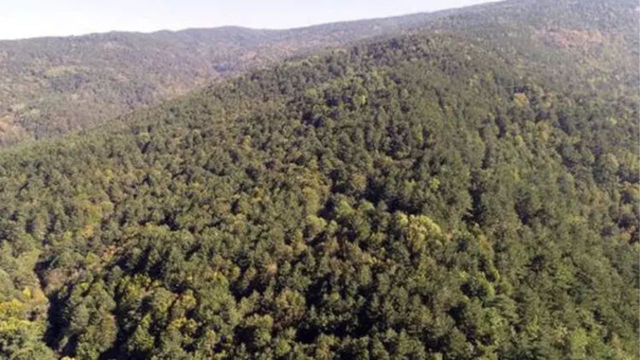 Kahramanmaraş’ta Ormanlık Alanlara Girişler Yasaklandı