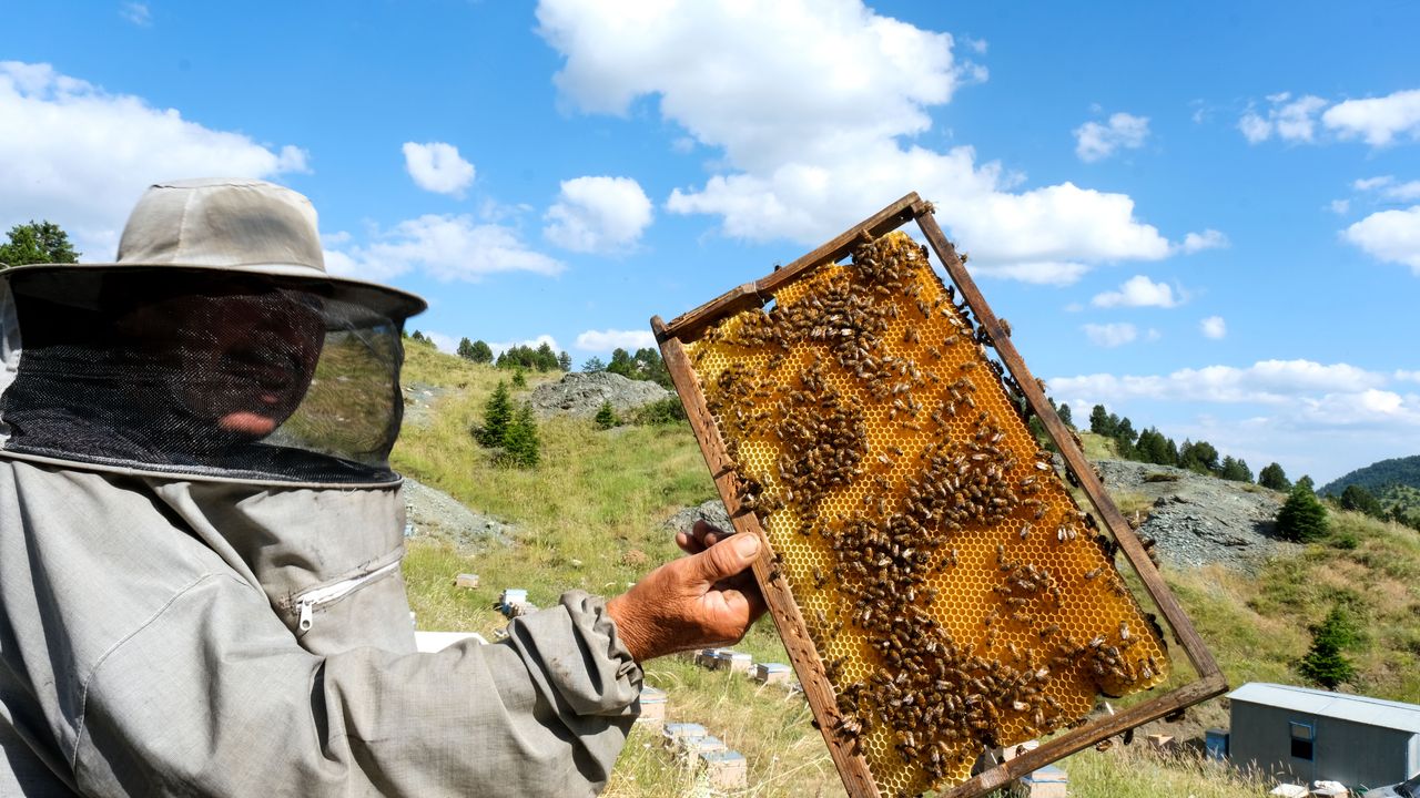 Bal ormanları ile zenginleşen bitki örtüsü arıların üretimini artırdı