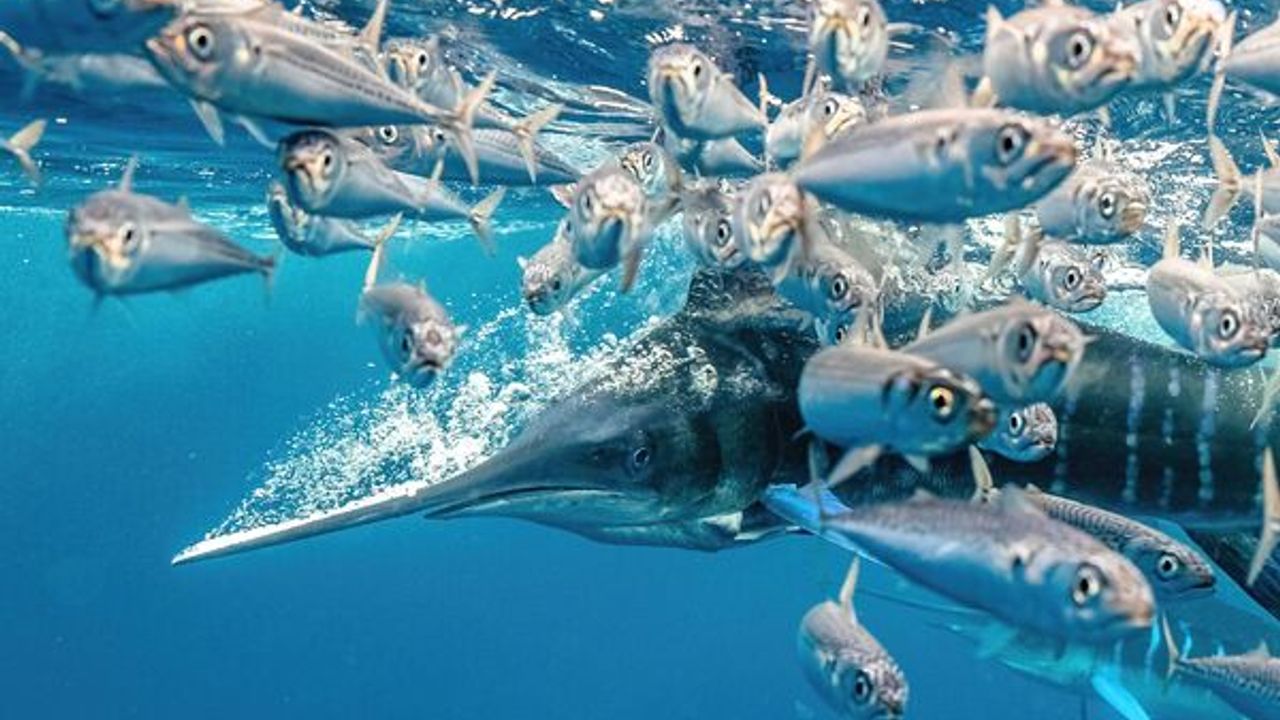 Su altı fotoğrafçıları denizlerde değişen biyoçeşitliliği belgeliyor
