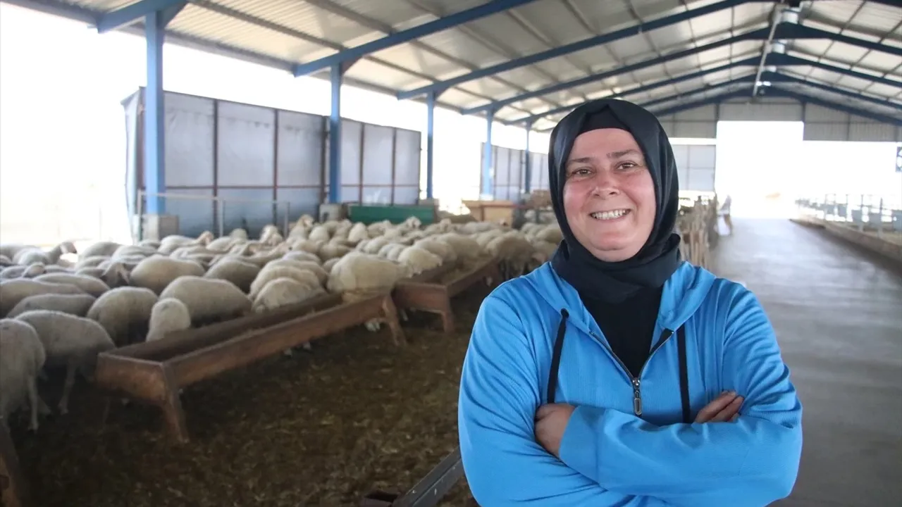 Devlet desteğiyle çiftlik kuran kadın, koyun sayısını 150'den 350'ye çıkardı