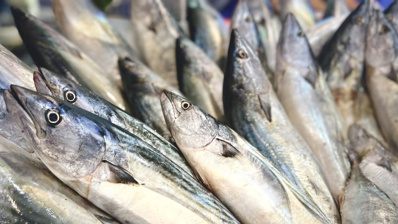 Migros, Türkiye'nin Dört Bir Yanındaki Mağazalarında Taptaze Balık Şöleni Sunuyor
