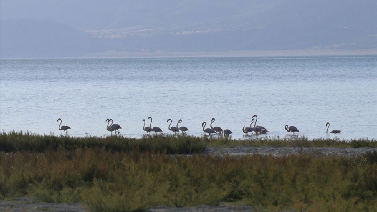 Burdur Gölü'nde beslenen flamingolar görüntülendi