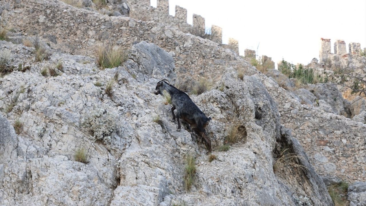 Alanya'da tedavisi tamamlanan dağ keçisi doğal ortamına bırakıldı