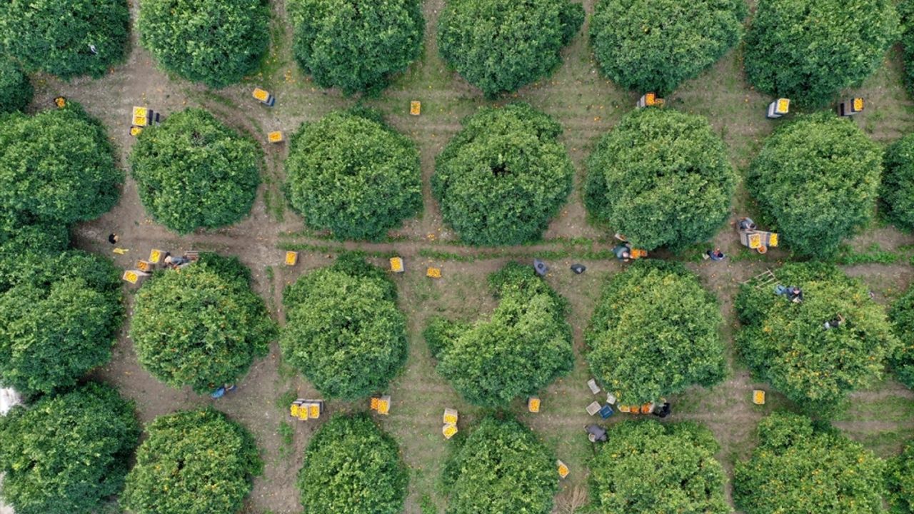 Hasadına başlanan Finike portakalının yüzde 20'si Almanya'ya ihraç ediliyor