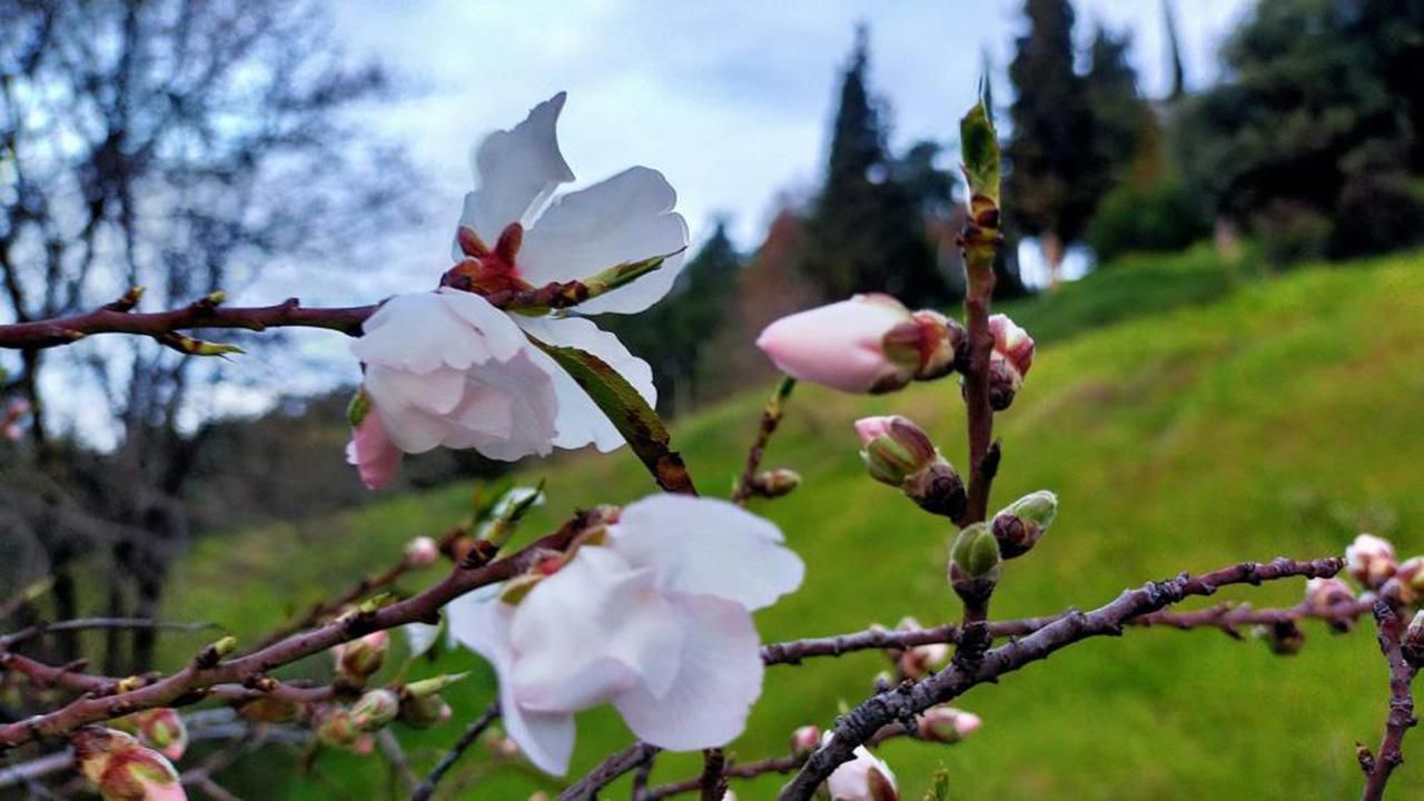 Doğu'da kış, batıda bahar: Badem ağaçları çiçek açtı