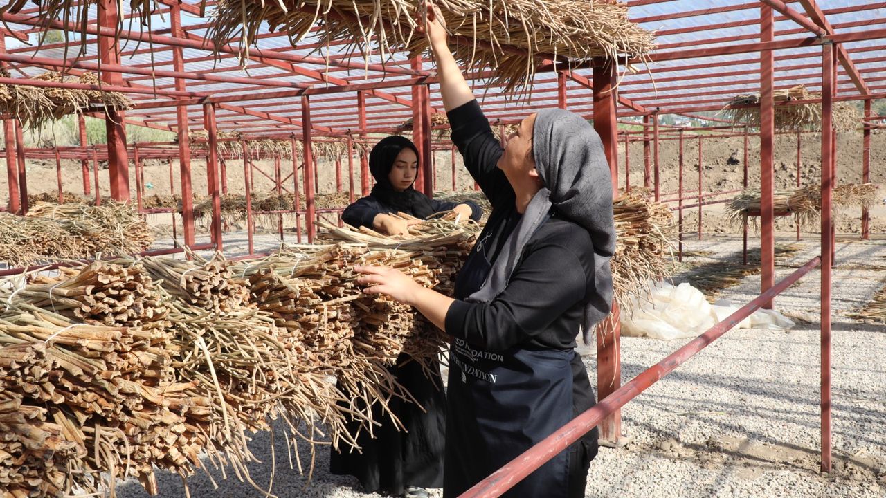 Hatay'da Gölbaşı Gölü'ndeki su sümbülleri ekonomiye kazandırılıyor