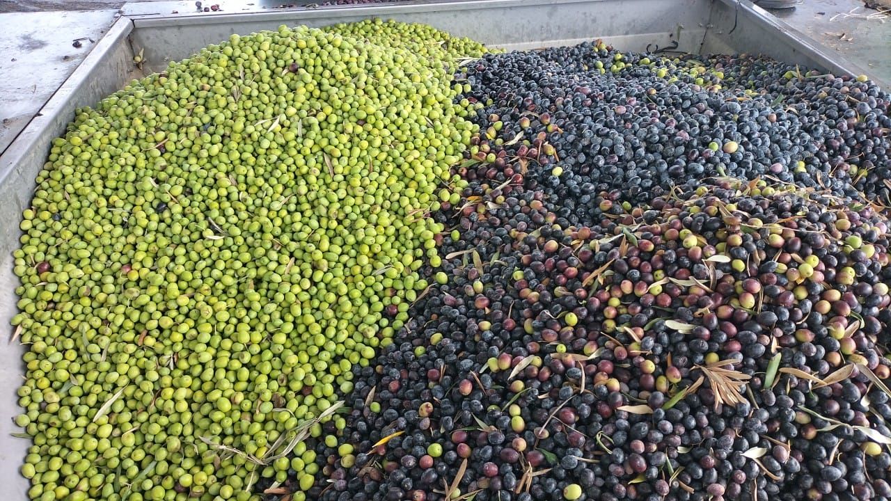 Manavgat Ziraat Odasının zeytinyağı fabrikaları üreticiye yılda 140 milyon lira katkı sağlıyor