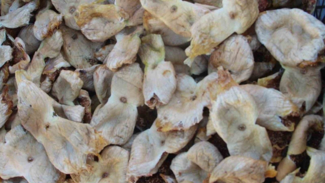 Mersin’de incir sezonu sona erdi, üreticisinin yüzü güldü