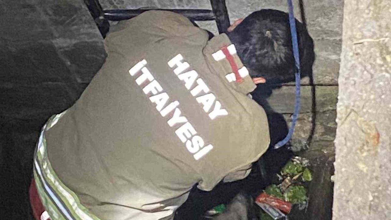 Su dolu kuyuya düşen 2 köpeği itfaiye kurtardı