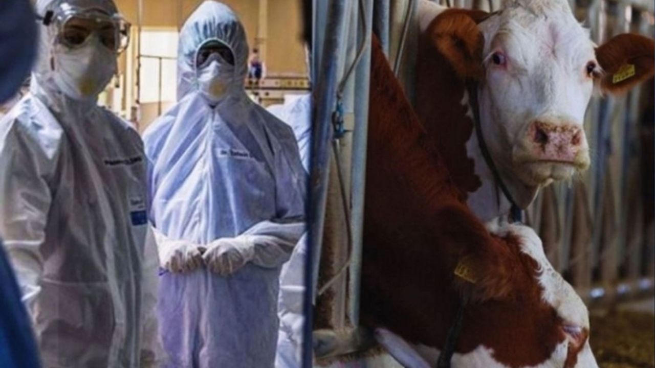 Bir kadında deli dana hastalığı tespit edildi