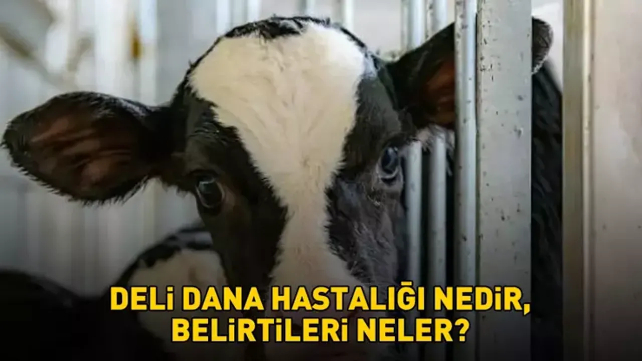 Deli dana hastalığı nedir, belirtileri neler? Deli dana hastalığı nasıl bulaşır?