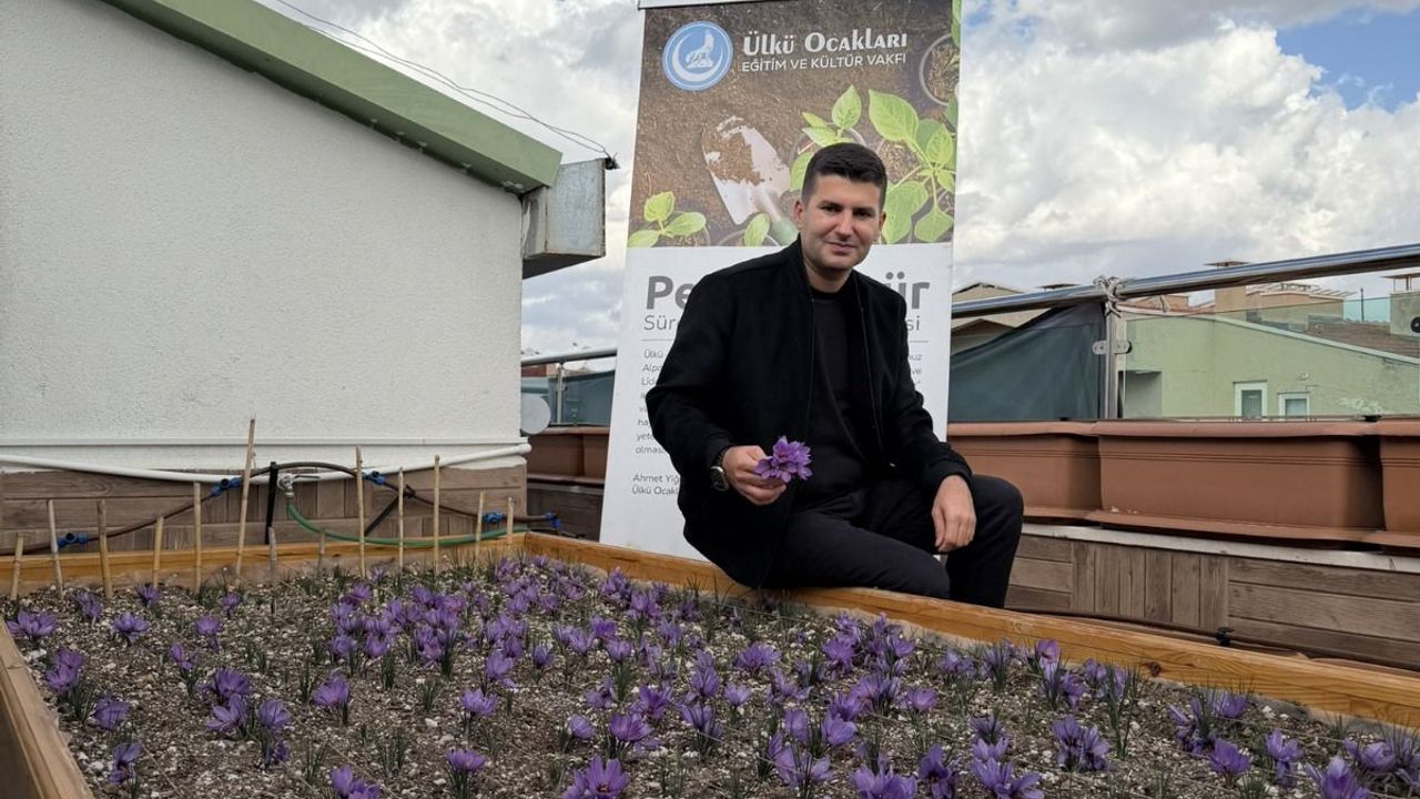 Ülkü Ocakları Genel Merkezi’nin Terasında Safran Hasadı