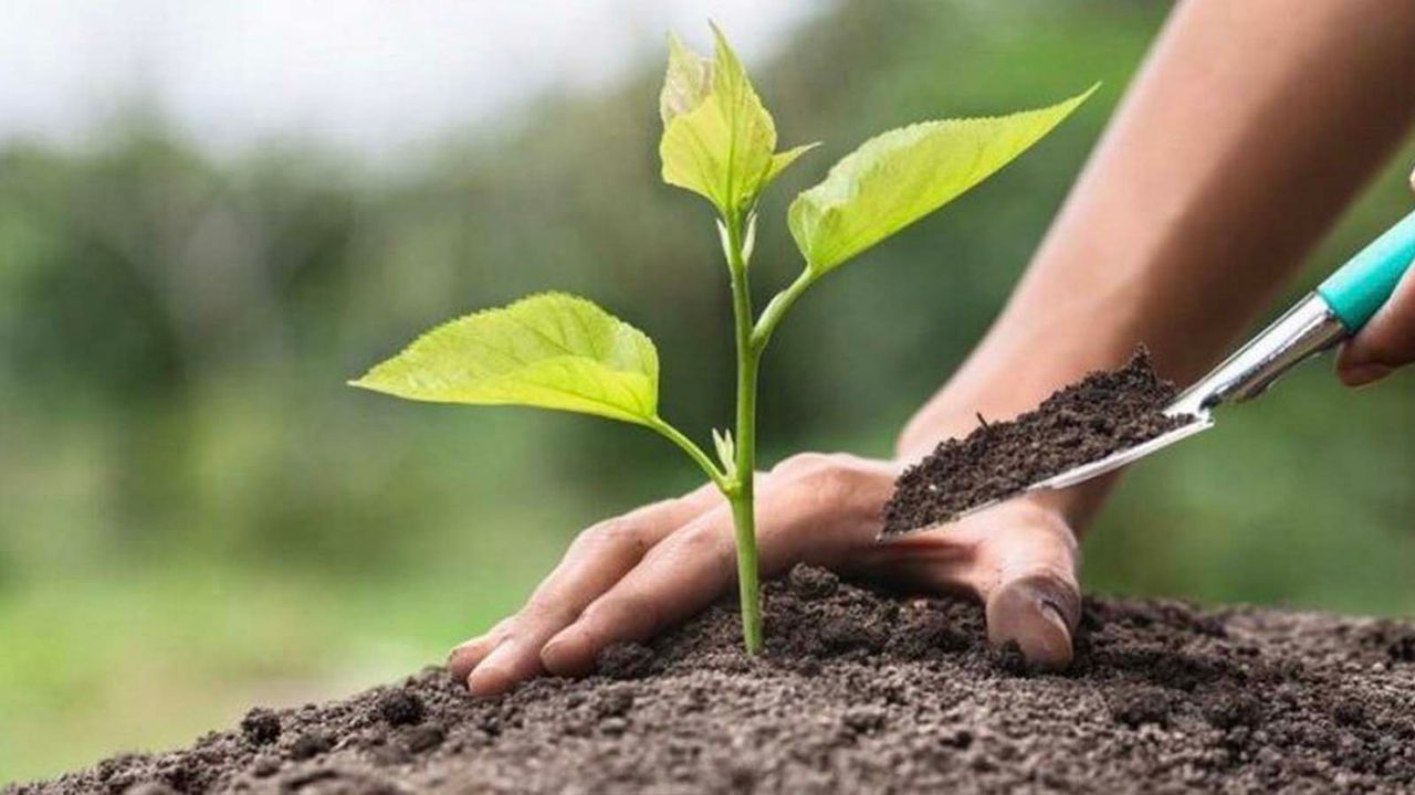 Yüzde 50 Hibeli Fidan Desteğinde Ek Başvurular Alınmaya Başladı