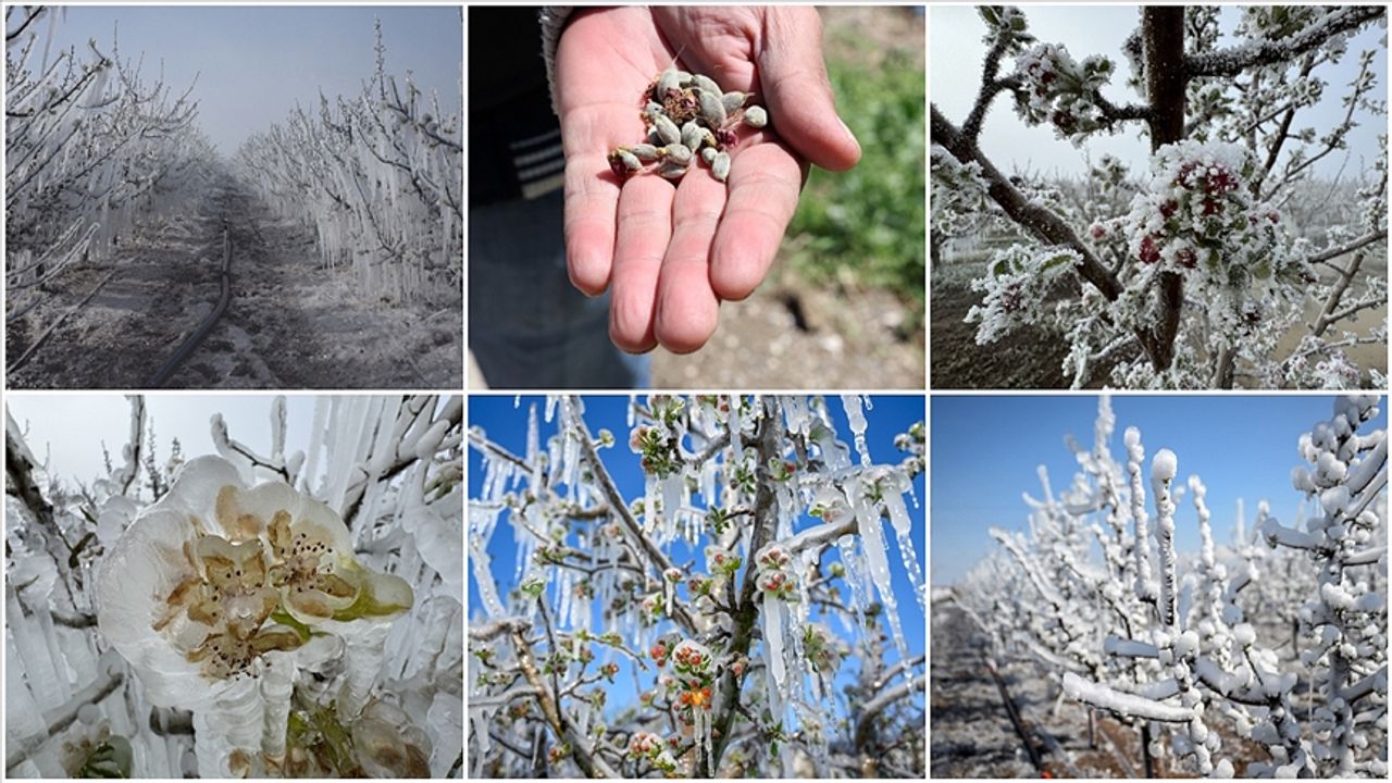 Zirai Dondan Etkilenen Üreticilere Destek Ödemesi Sürüyor