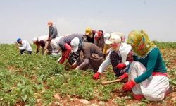 Mevsimlik Tarım İşçilerinin Yevmiyeleri Belirlendi