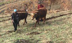 Bu köyde hala 'kara saban' kullanılıyor