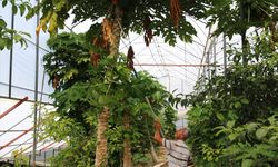 Tropikal meyve üreticileri, daha az su ve bakım isteyen papayayı sevdi