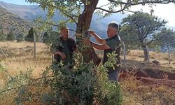 Afşin’de Arı Kovanlarına Dadanan Ayı İçin Fotokapan Yerleştirildi