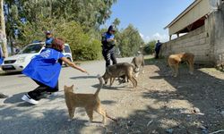 Hatay'da polis ve gönüllülerden sahipsiz hayvanlara mama desteği