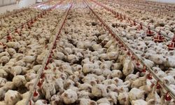 Türkiye’nin tavuk üretimi arttı