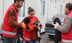 Elbistan’da Belediye Köpekleri Topluyor