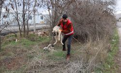 Elbistan'da sahipsiz hayvanlar belediye ekiplerince toplanıyor