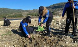 Bin fıstıkçamı ve harnup fidanı toprakla buluştu