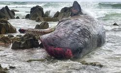 Avustralya'da karaya vuran ispermeçet balinası öldü