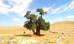 Afşin'deki ağaç 700 yıldır yalnız