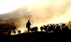 Adana'da kayıp çoban ölü bulundu