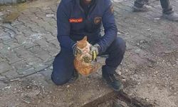 Mazgalın içinde mahsur kalan kedi itfaiye tarafından kurtarıldı