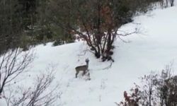 Ardahan'da karlar arasındaki 2 karaca görüntülendi