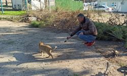 Kahramanmaraş'ta enkazdan çıkan kedileri sahipleniyor