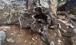 Kahramanmaraş'ta 500 yıllık ceviz ağacı yıllara meydan okuyor
