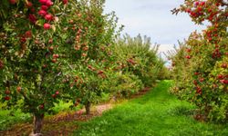 Afşin’de İcradan Elma Bahçesi Satılık