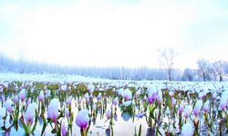 Kahramanmaraş'ta çiçeklerin üzeri karla kaplandı