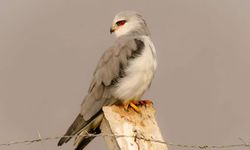 Sulak Alanlarında Yaşamlarını Sürdüren Kuşları Dört Mevsim Gözlemleyerek Fotoğraflıyor