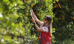 Antalya'da narenciye bahçelerine faydalı böcek salındı