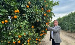 Nisan’da portakal çiçeği kokan Çukurova, narenciye üretiminde Türkiye birincisi