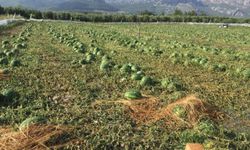 Antalya'da dolu yağışı tarım ürünlerine zarar verdi