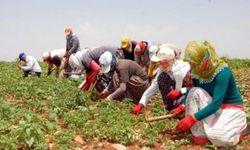 Afşin’de Mevsimlik Tarım İşçilerinin Yevmiyeleri Belirlendi